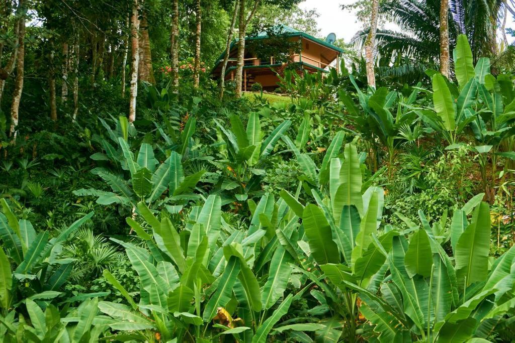 Manoas Bed & Breakfast Uvita Dış mekan fotoğraf